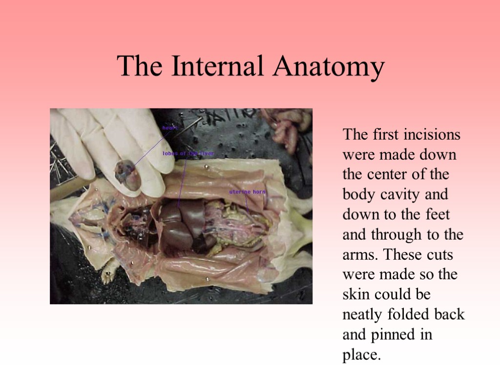 The Internal Anatomy The first incisions were made down the center of the body